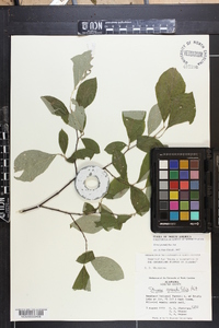 Styrax grandifolius image