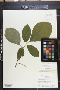 Styrax grandifolius image