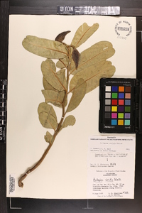 Asclepias viridis image