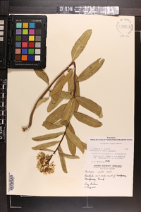 Asclepias viridis image