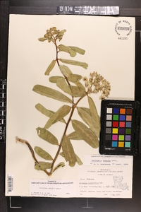 Asclepias viridis image