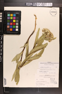 Asclepias viridis image