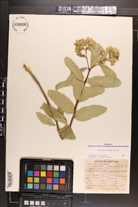 Asclepias viridis image