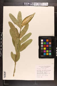 Asclepias viridis image