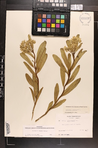 Asclepias viridis image