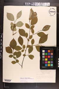 Styrax americanus image