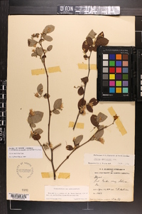 Styrax americanus image