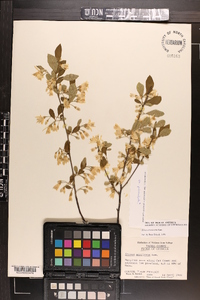 Styrax americanus image
