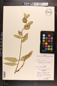 Asclepias viridiflora image