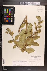 Asclepias viridiflora image