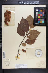 Halesia diptera image