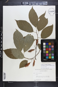 Halesia diptera image