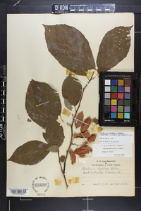 Halesia diptera image