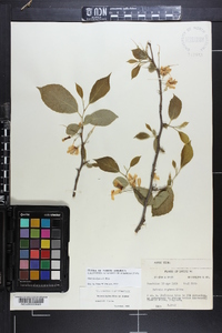 Halesia diptera image