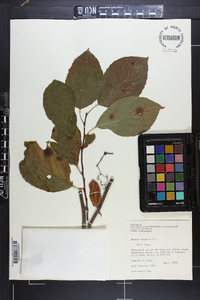 Halesia diptera image