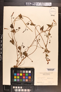 Ipomoea coccinea image