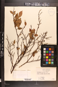 Vaccinium vacillans image