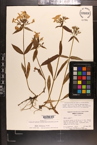 Phlox ovata image