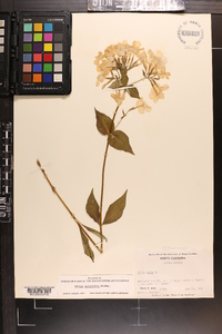 Phlox ovata image