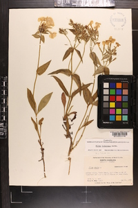 Phlox ovata image