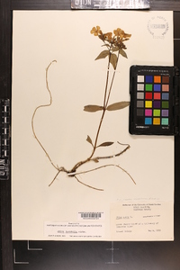 Phlox ovata image