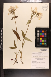 Phlox ovata image