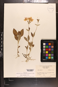 Phlox ovata image