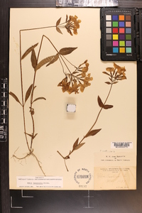 Phlox ovata image