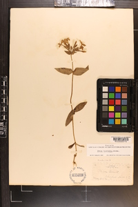 Phlox ovata image