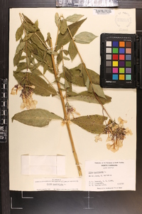 Phlox paniculata image