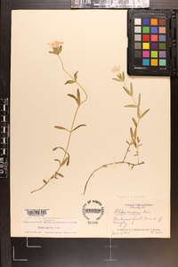 Phlox amoena image