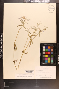 Phlox divaricata subsp. divaricata image