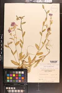 Phlox drummondii image