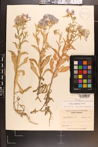 Phlox drummondii image