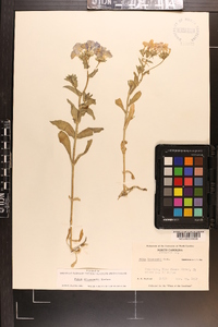 Phlox drummondii image