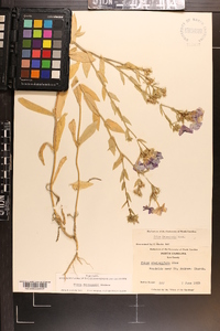 Phlox drummondii image