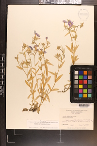 Phlox drummondii image