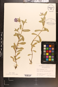 Phlox drummondii image