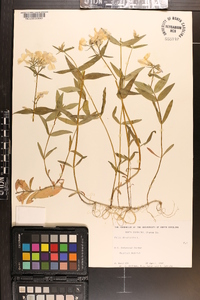 Phlox drummondii image