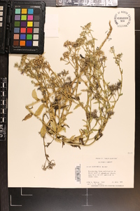 Phlox drummondii image