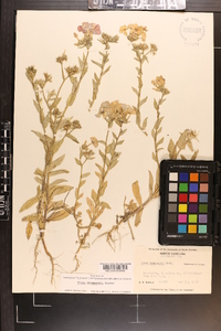 Phlox drummondii image