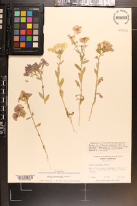 Phlox drummondii image