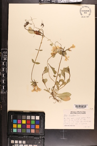 Phlox stolonifera image