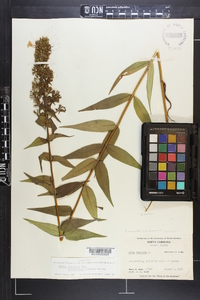 Phlox maculata var. pyramidalis image