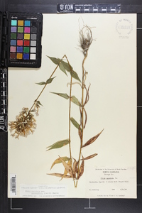 Phlox maculata var. pyramidalis image