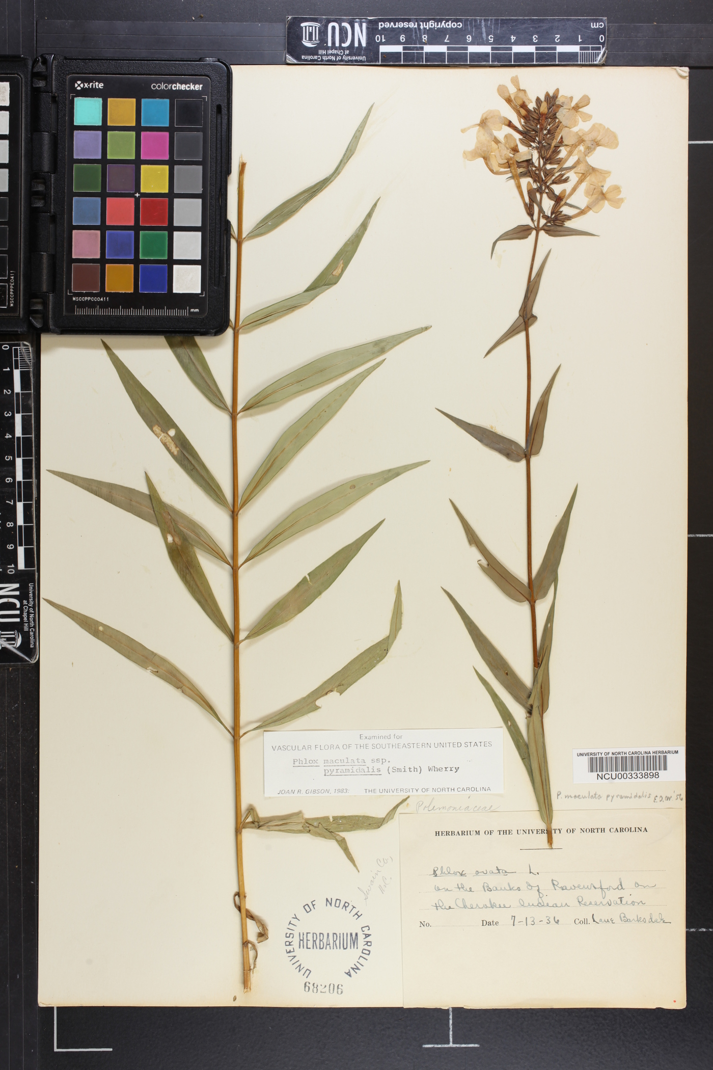 Phlox maculata var. pyramidalis image