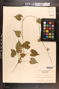 Ipomoea coccinea image