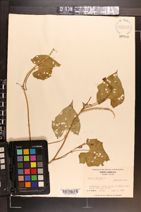 Ipomoea coccinea image