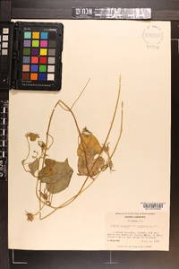 Ipomoea hederacea image