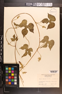 Ipomoea hederacea image